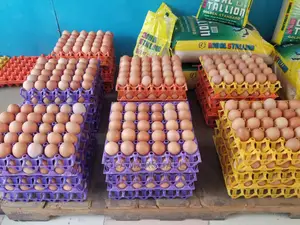 Chicken Eggs Fresh and Big