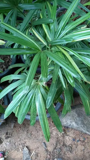 Indoor Plants