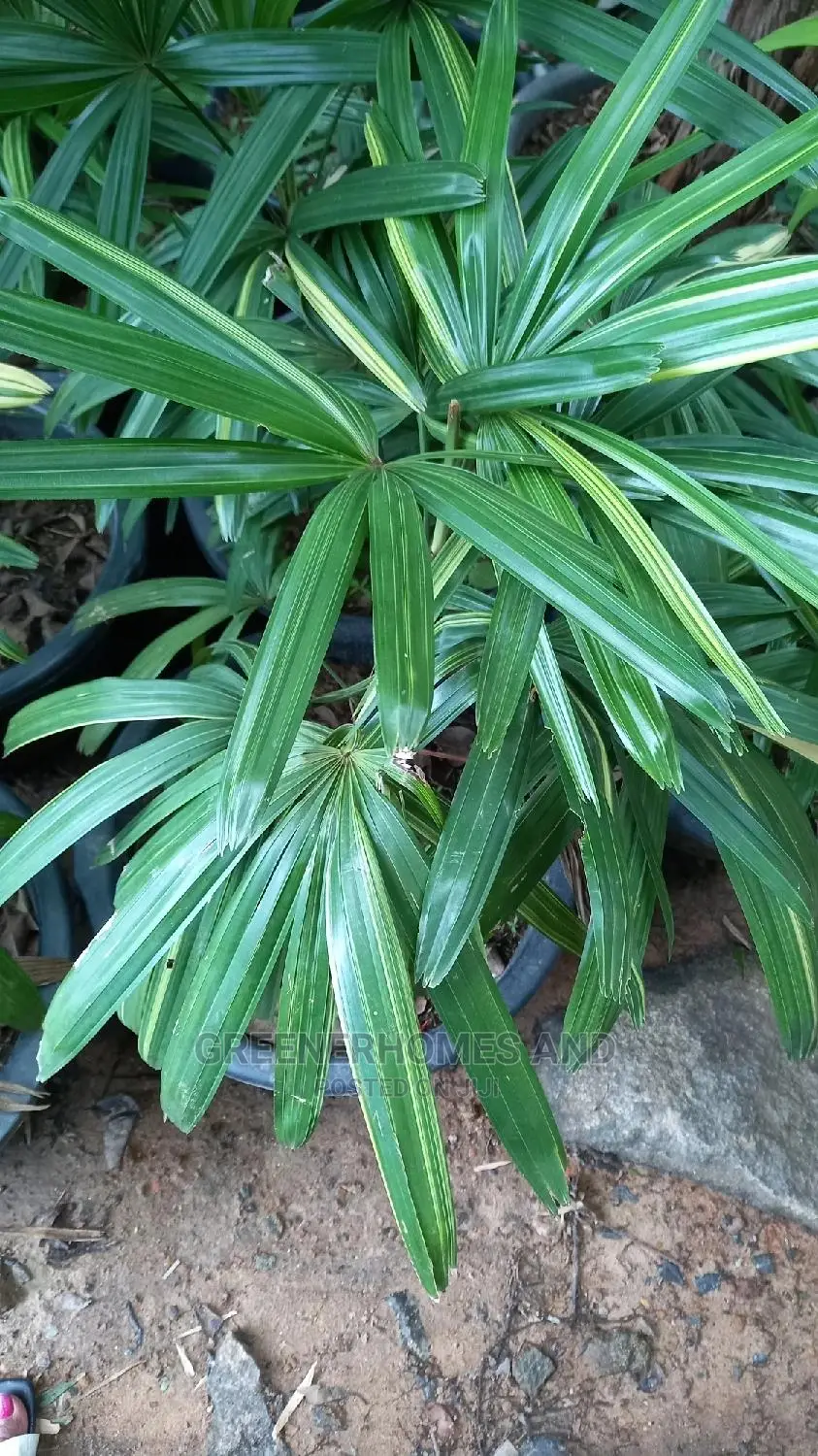 Indoor Plants