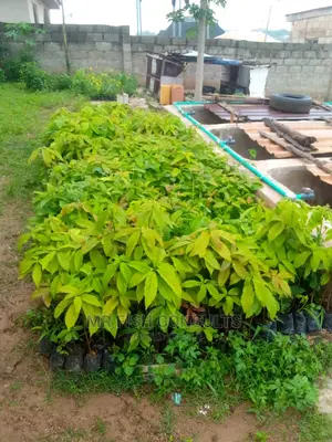 Avocado Pear Seedlings