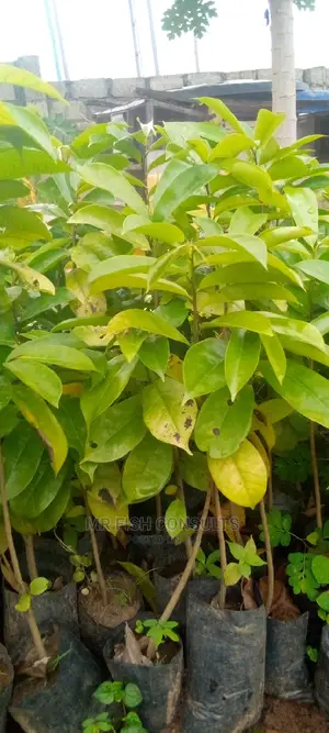 Soursop Fruit Seedlings