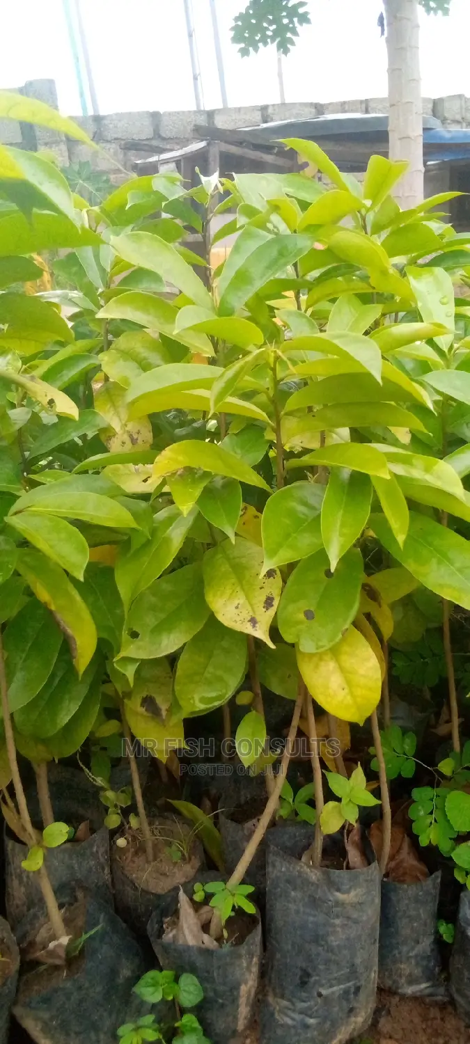 Soursop Fruit Seedlings