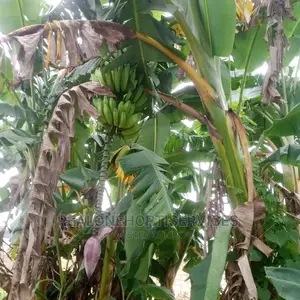 Big Banana Suckers Available