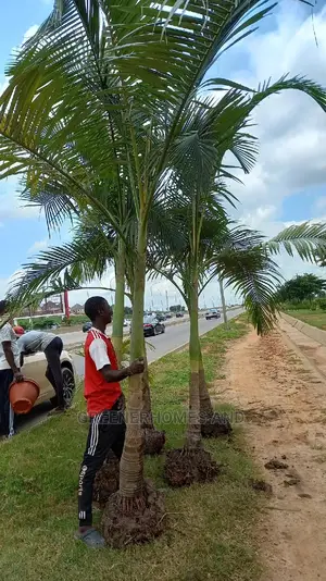 Kingspalms