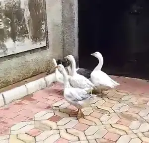 Normal and Chinese Geese (Foreign)