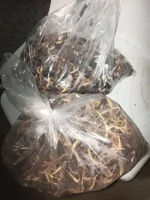Tenera Seeds