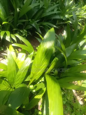 Tenera Seeds