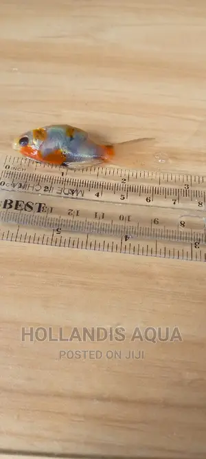 Goldfishes Comets Shubunkins Aquarium