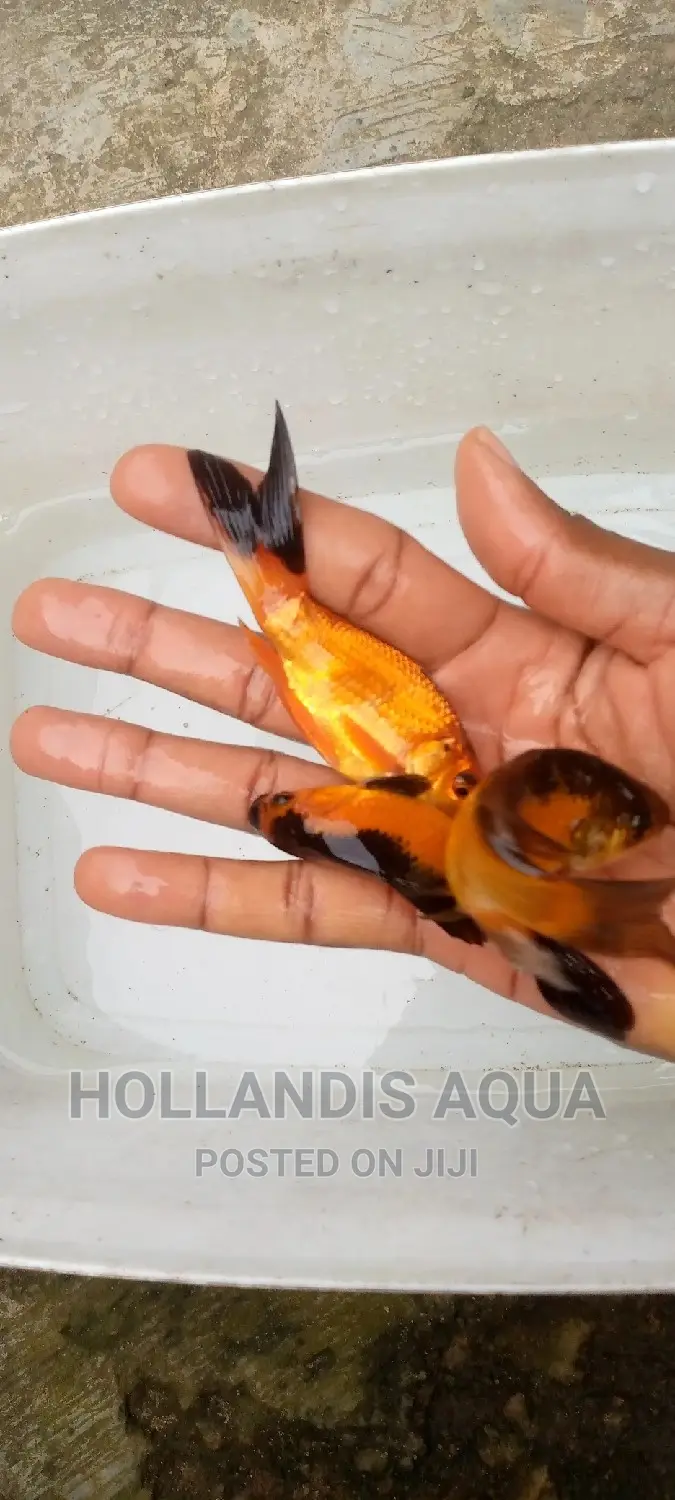 Goldfishes Comets Shubunkins Aquarium