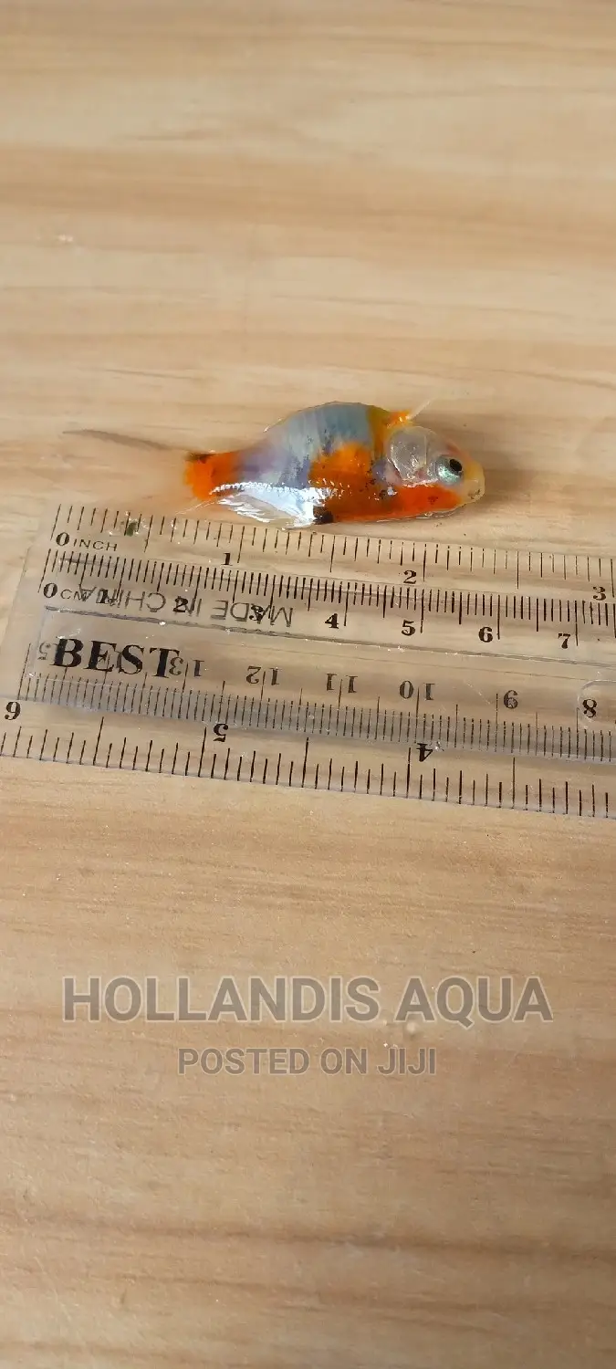 Goldfishes Comets Shubunkins Aquarium
