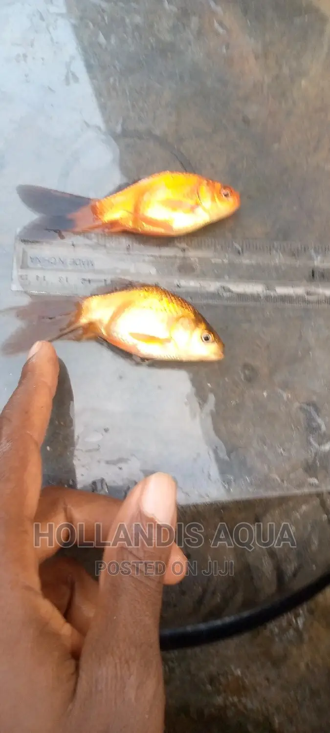 Goldfishes Comets Shubunkins Aquarium