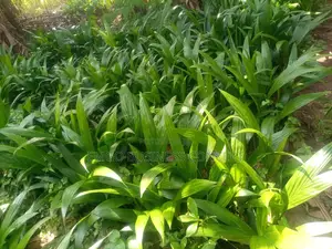 Verified Hybrid Tenera Palms