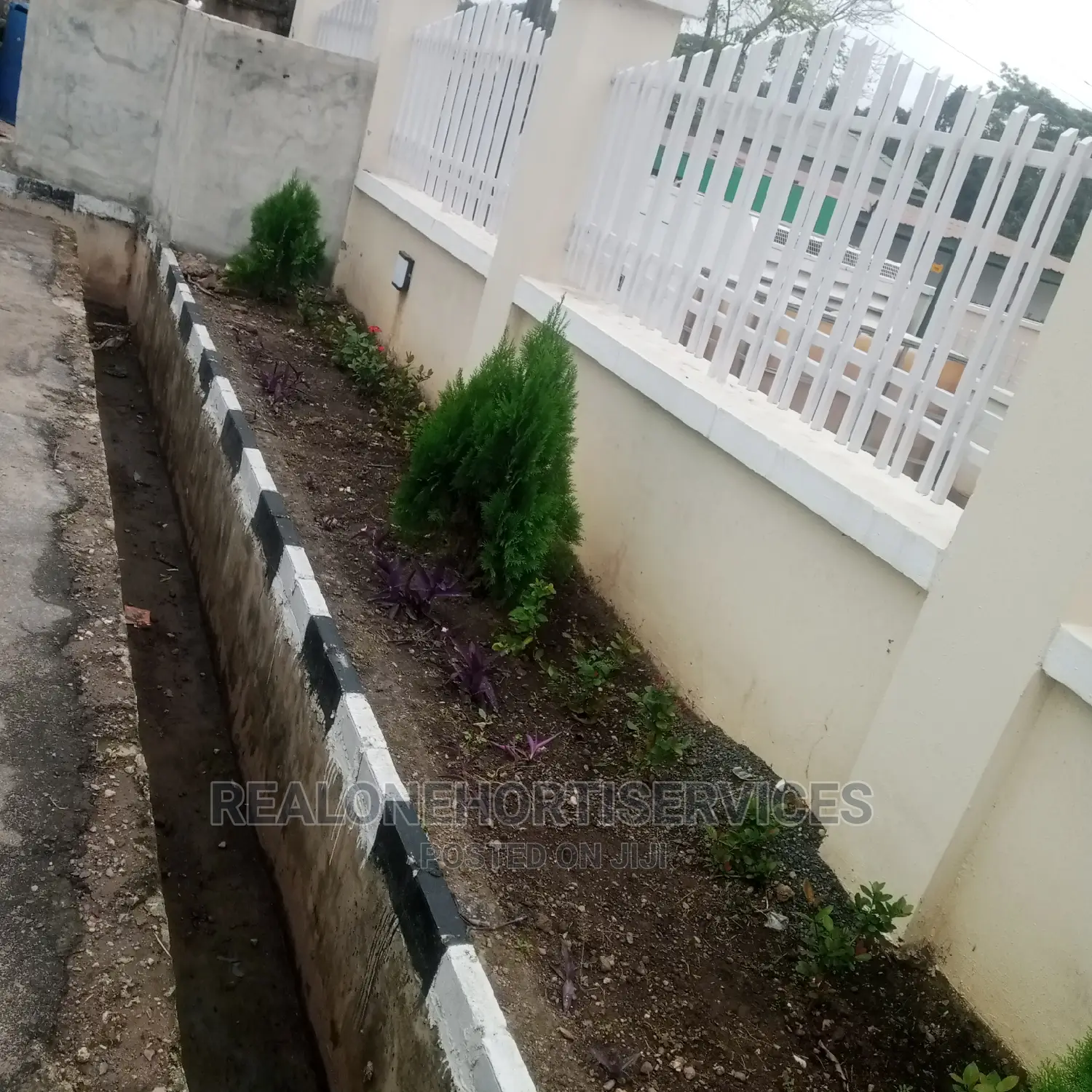 (Thuja) Landscape Plants for Front Yard