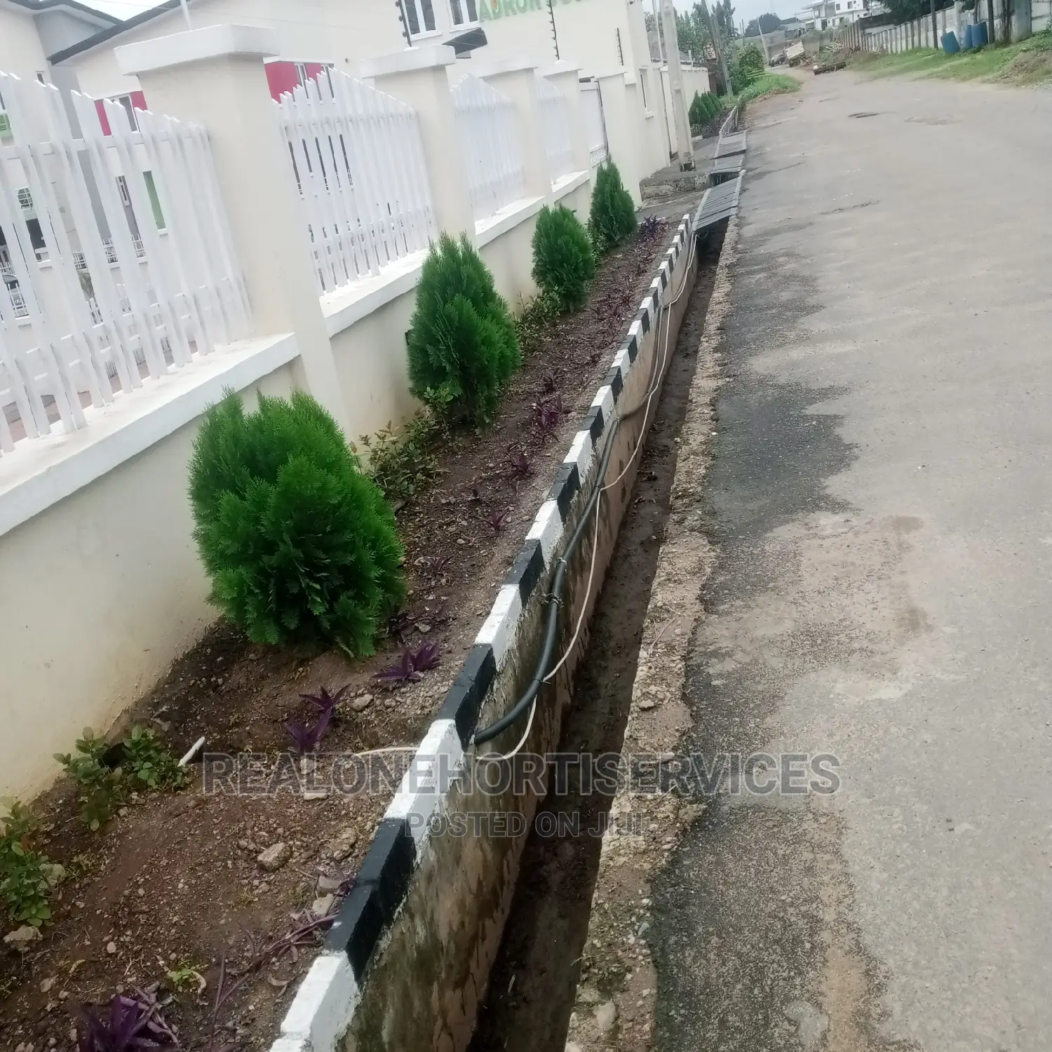 (Thuja) Landscape Plants for Front Yard