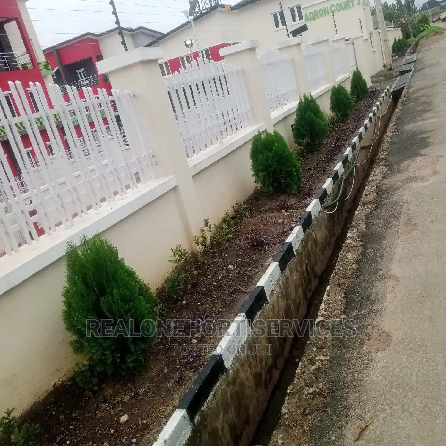 (Thuja) Landscape Plants for Front Yard