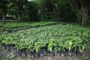 Cocoa Seedlings (Crin Hybrid Tc Series) Fruits in 18 Months