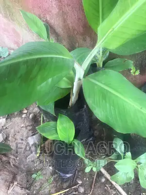 Banana and Plantain Seedlings