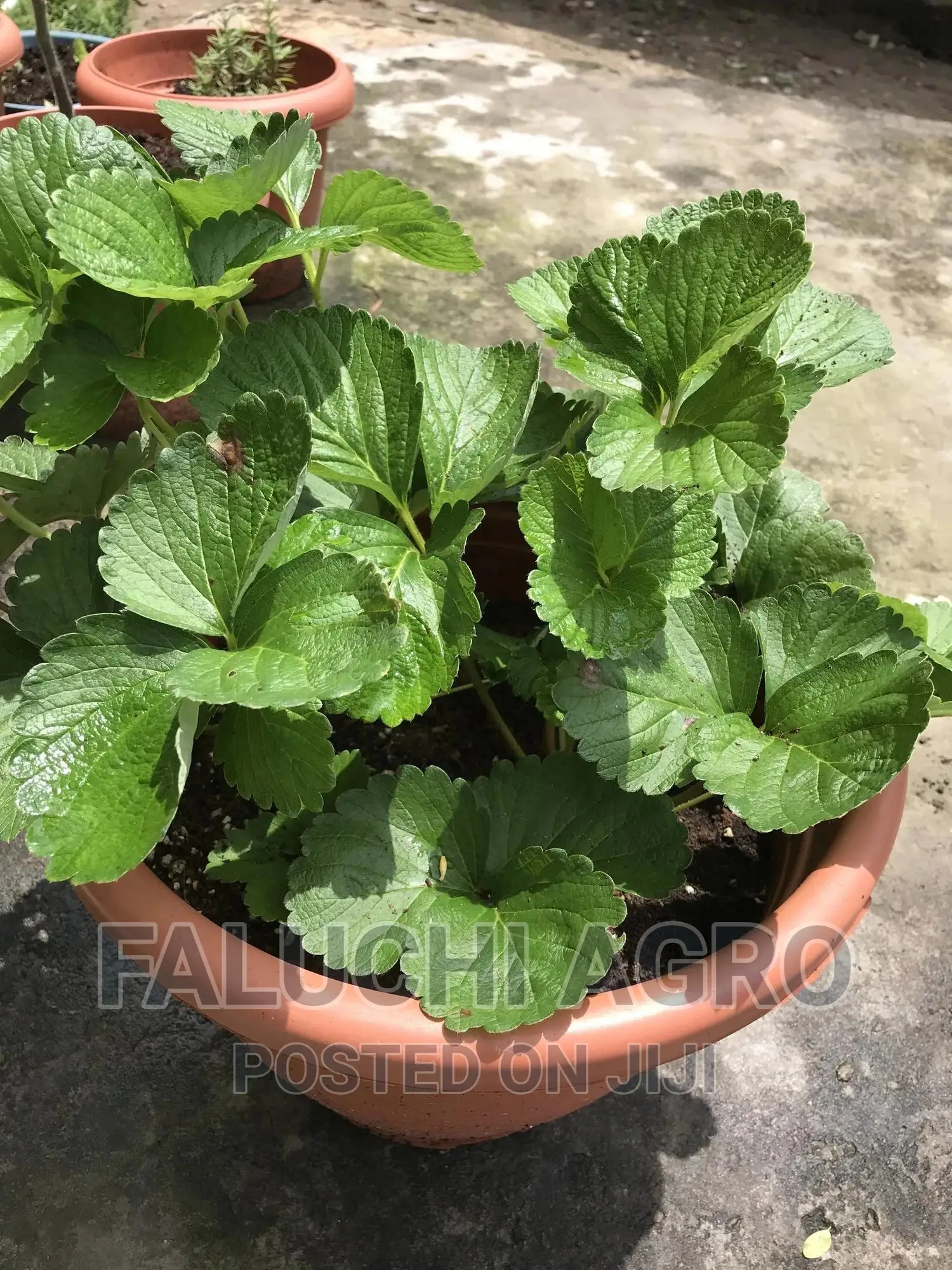 Potted Strawberry