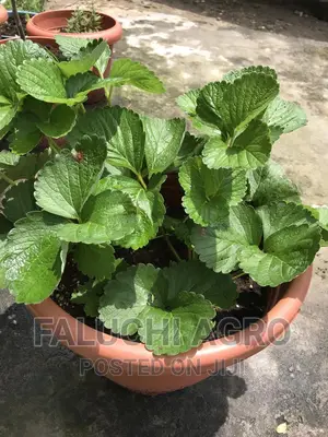 Potted Strawberry