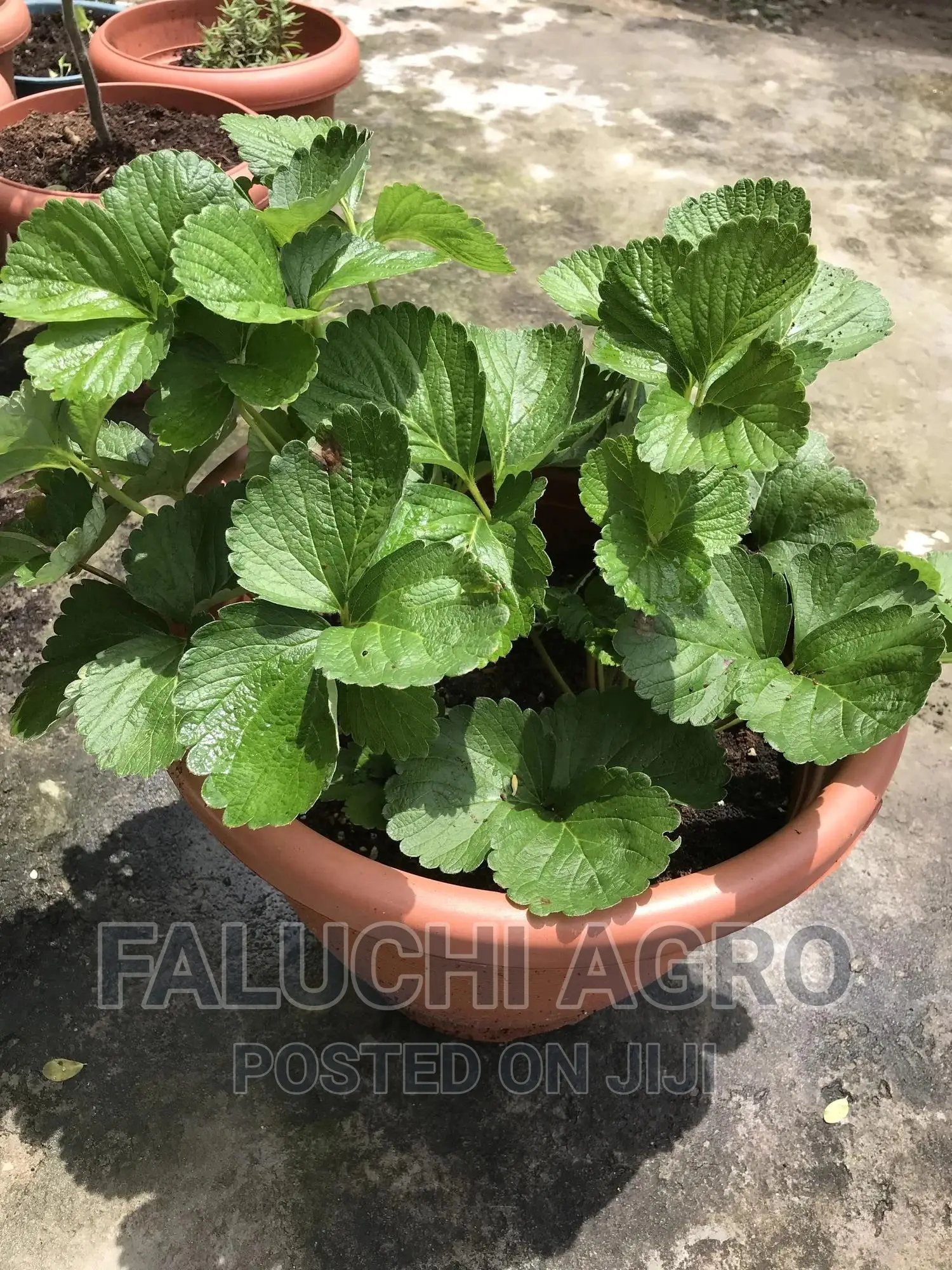 Potted Strawberry