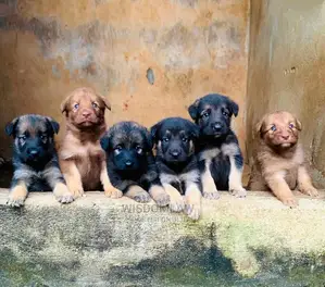 1-3 months Female Purebred German Shepherd