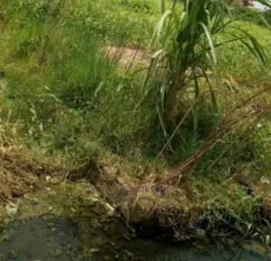 700sqm Land Direct On Ikorodu Rd Near Ketu Bus Stop,Lagos