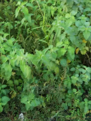 11 And A Half Acres Of Land Opposite BETHEL AMERICAN SCHOOL,