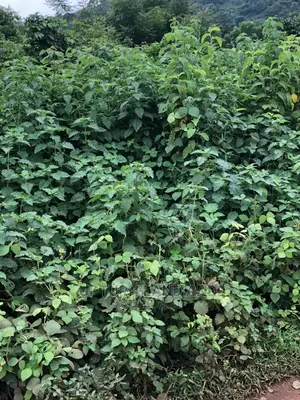 10 Acres of Land for Sale Along Iseyin-Ogbmosho New Road