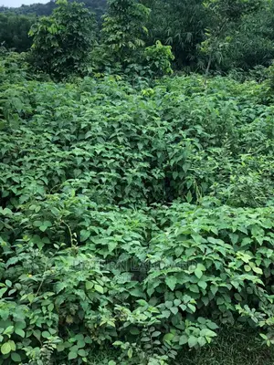 500 Acres Along Moniya-Iseyin Road, Closed to Adron Estate