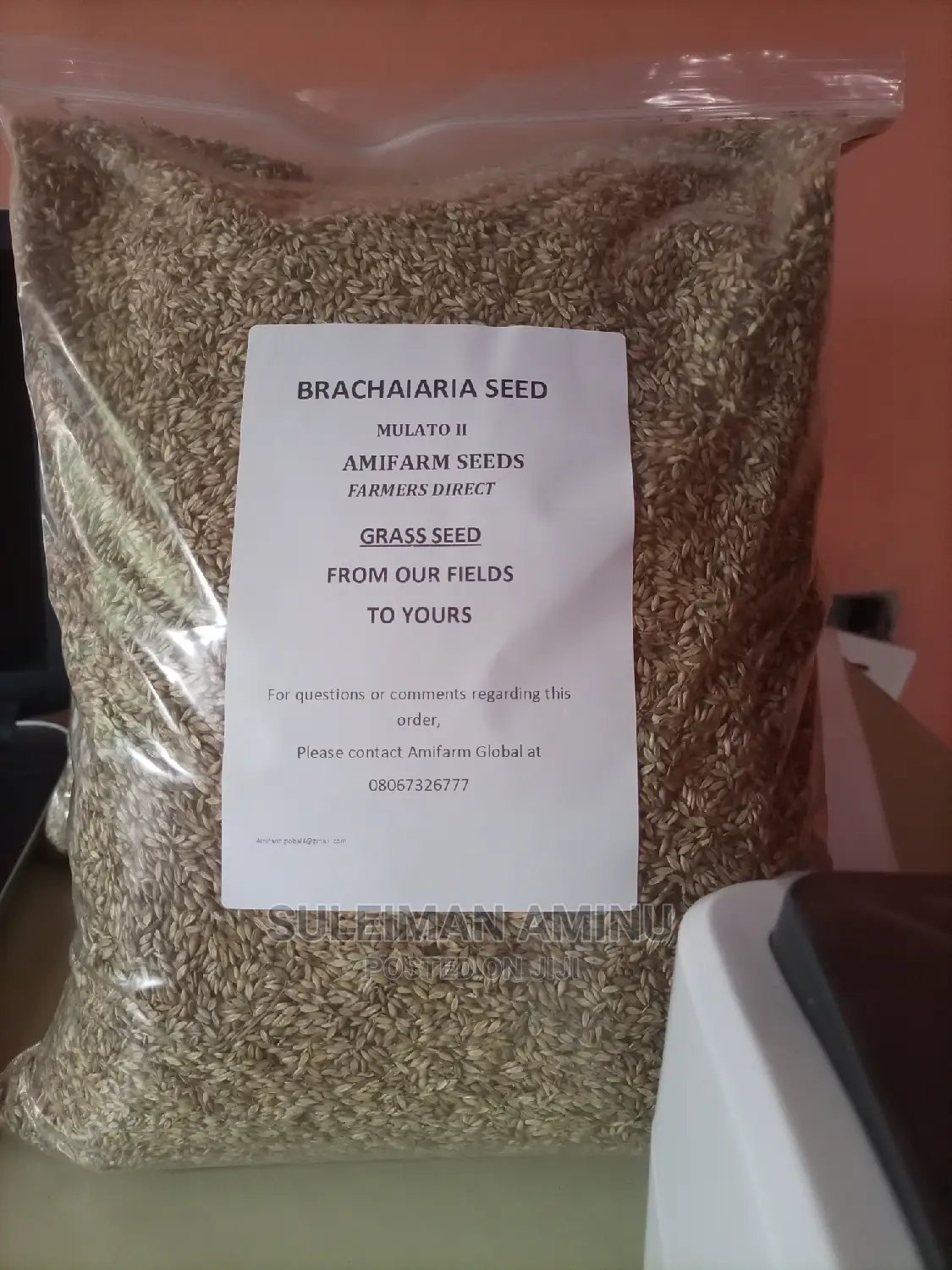 Brachiaria Grass Seed