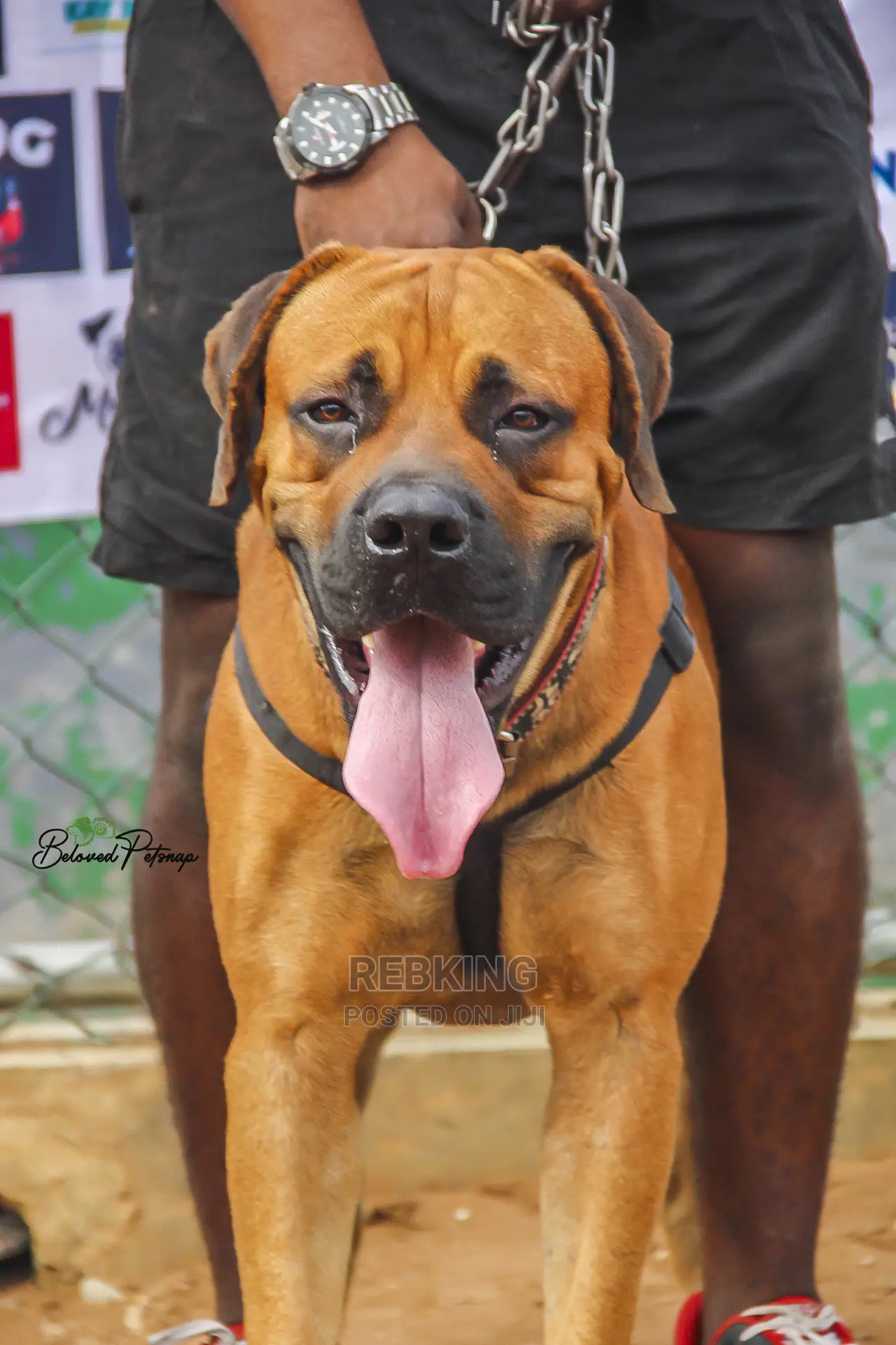 Solid Boerboel Available for Stud Service