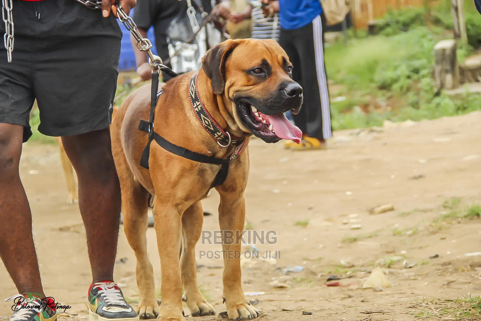 Solid Boerboel Available for Stud Service