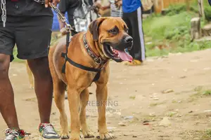 Solid Boerboel Available for Stud Service
