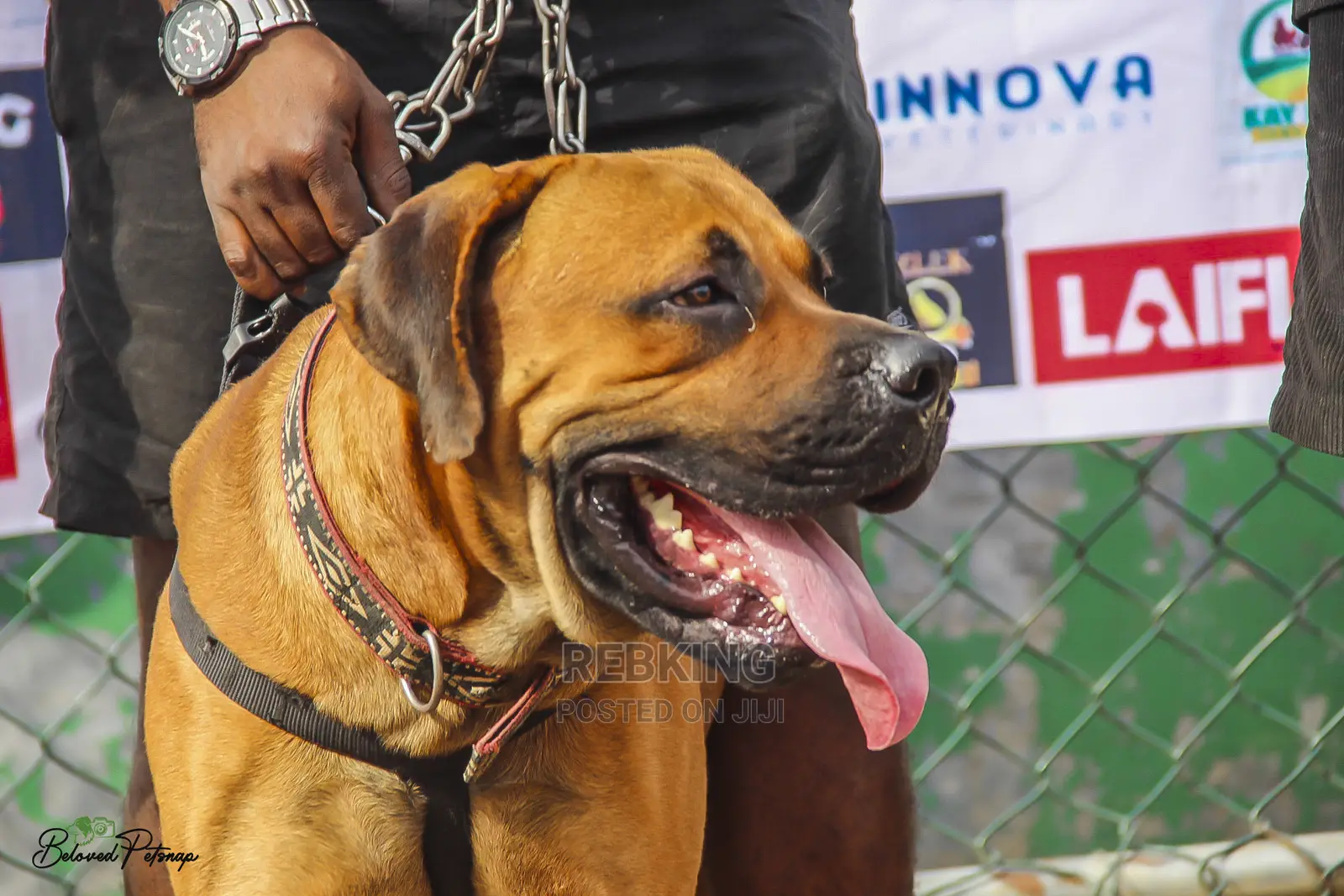 Solid Boerboel Available for Stud Service