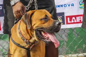 Solid Boerboel Available for Stud Service