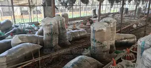 Chicken Manure, Dried Poultry Dropping