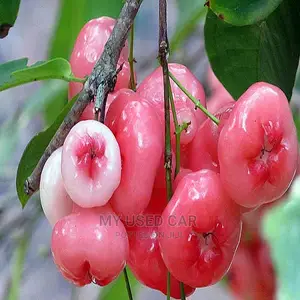 Exotic Fruit Plant, Rose Apple
