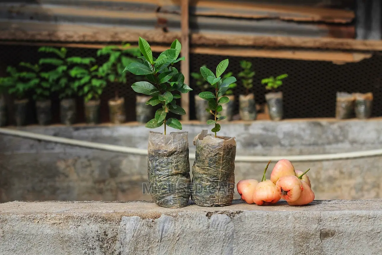 Exotic Fruit Plant, Rose Apple