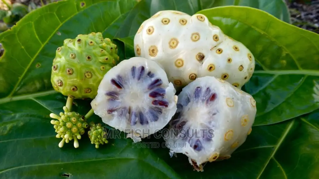 Noni Fruit Seedling