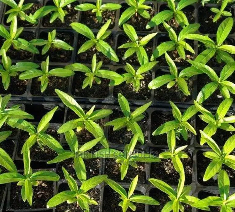 Noni Fruit Seedling