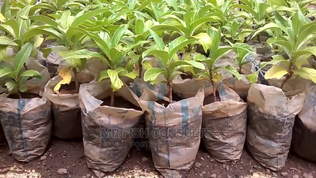 Noni Fruit Seedling