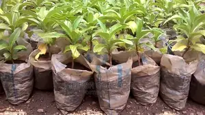Noni Fruit Seedling