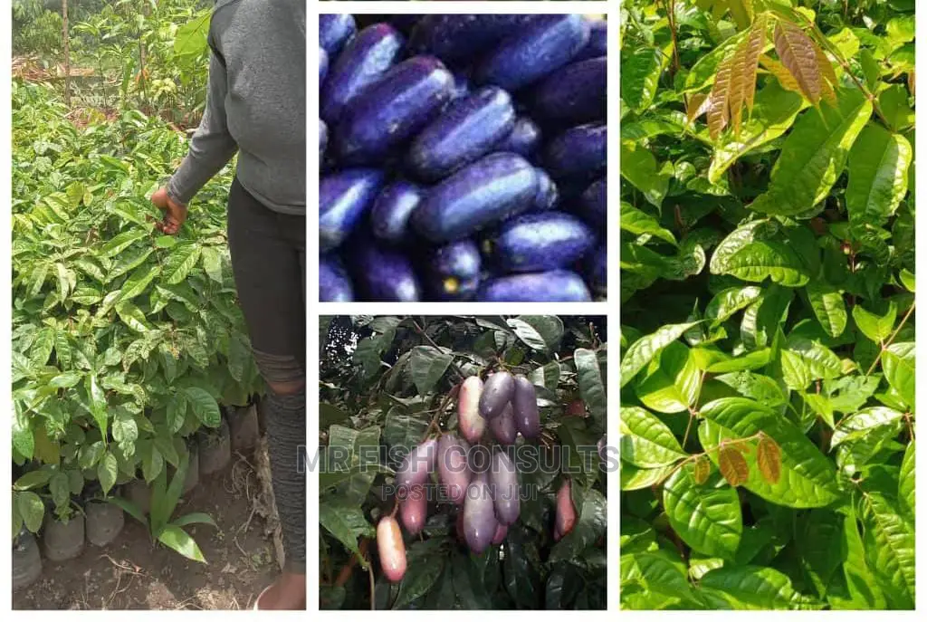 Ube or Local Pear