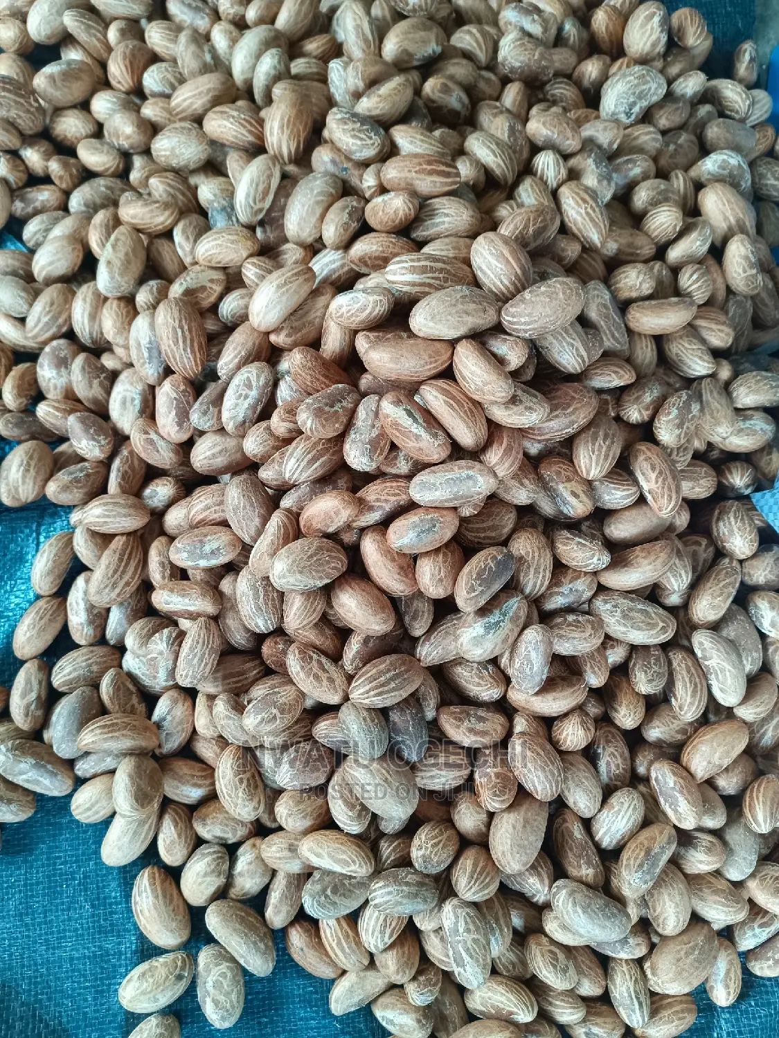 Export Quality Bitter Kola Is Available in Large Quantities