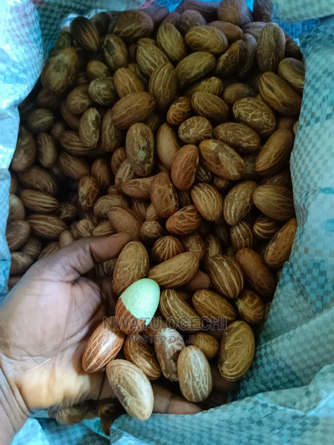 Export Quality Bitter Kola Is Available in Large Quantities