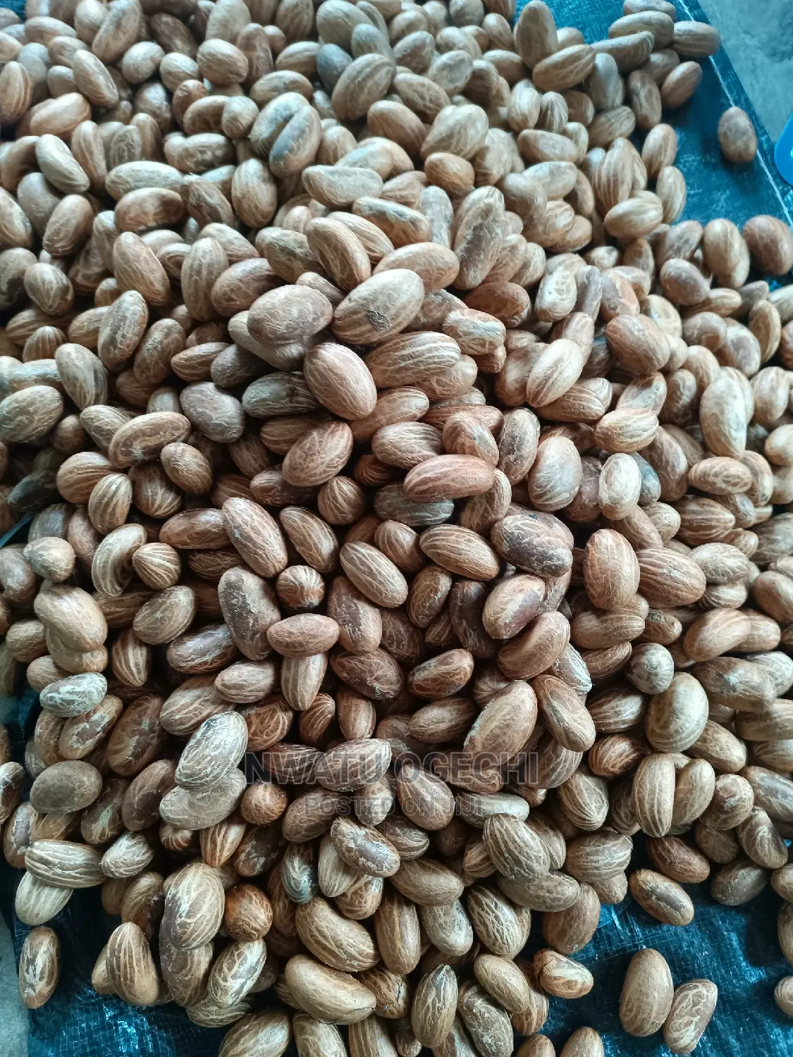 Export Quality Bitter Kola Is Available in Large Quantities