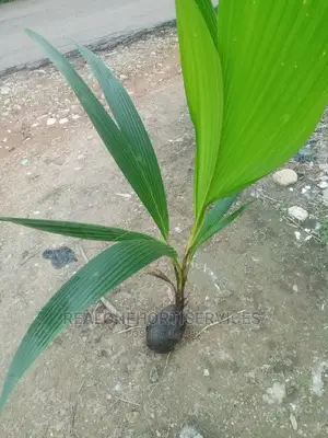 Fruits Seedlings, (Pawpaw, Coconut, Plantain , Banana