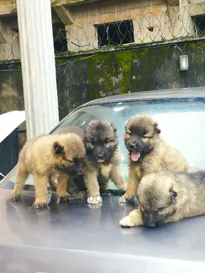 1-3 months Male Purebred Caucasian Shepherd