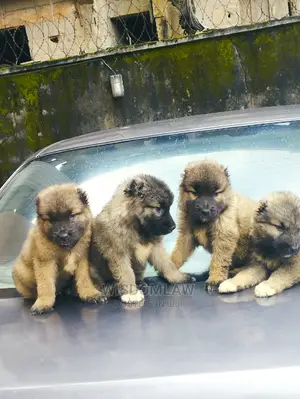 1-3 months Female Purebred Caucasian Shepherd