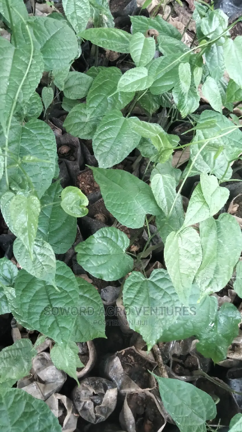 Walnut Seedlings
